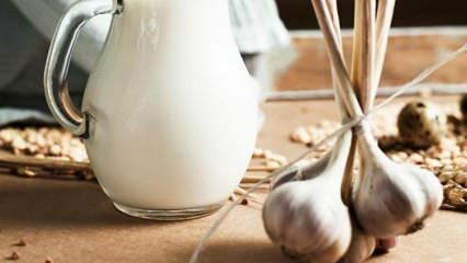 Ako sa vyrába cesnakové mlieko? Čo robí cesnakové mlieko? Výroba cesnakového mlieka ...