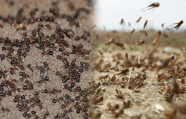 Kde je invázia mravcov? Zamorenie mravcami po zamorení kobylkami