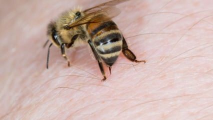 Čo je to alergia na včely a aké sú príznaky? Prírodné metódy, ktoré sú dobré pre bodnutie včiel