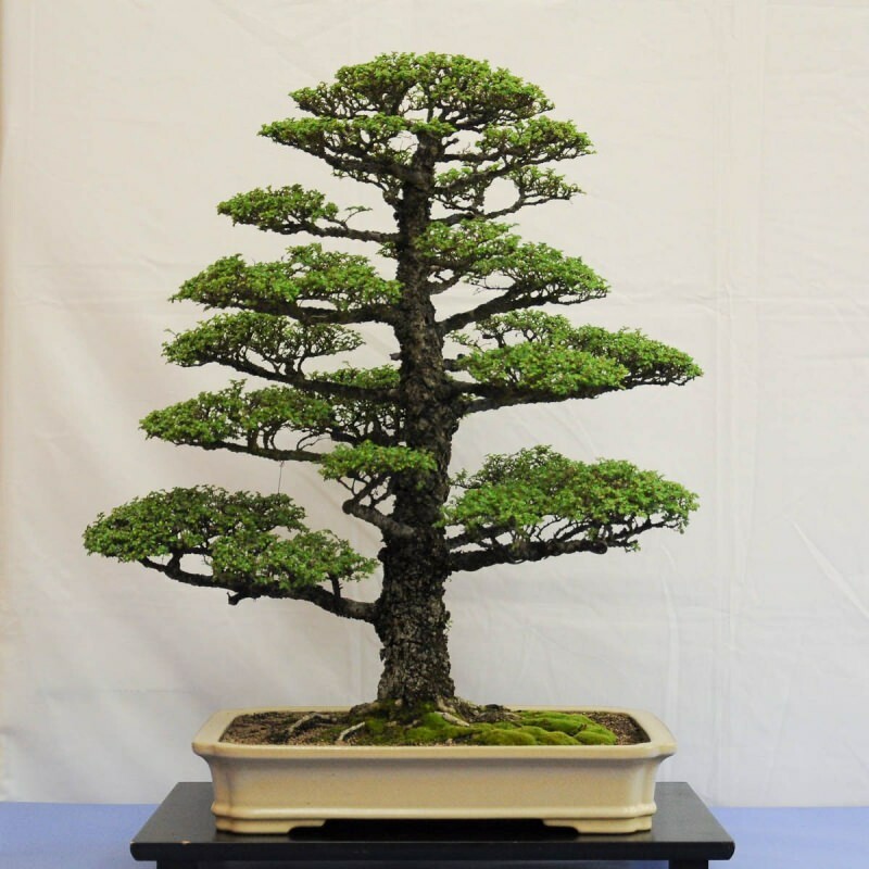 ako pestovať bonsajový strom