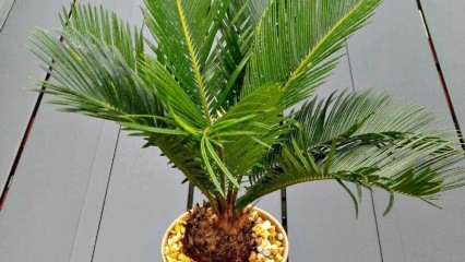 Ako pestovať palmu?