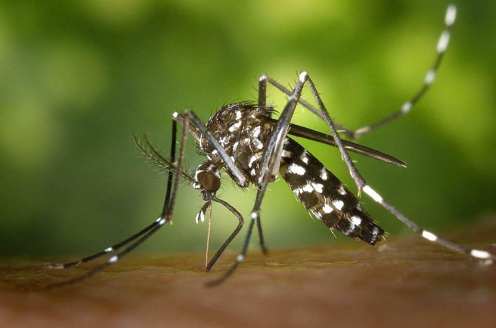 Komár Aedes